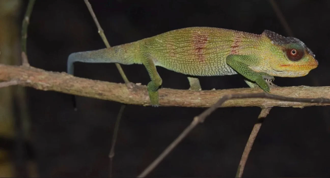 Une nouvelle espèce de caméléon découverte dans les forêts du Mozambique, en hommage à Jane Goodall