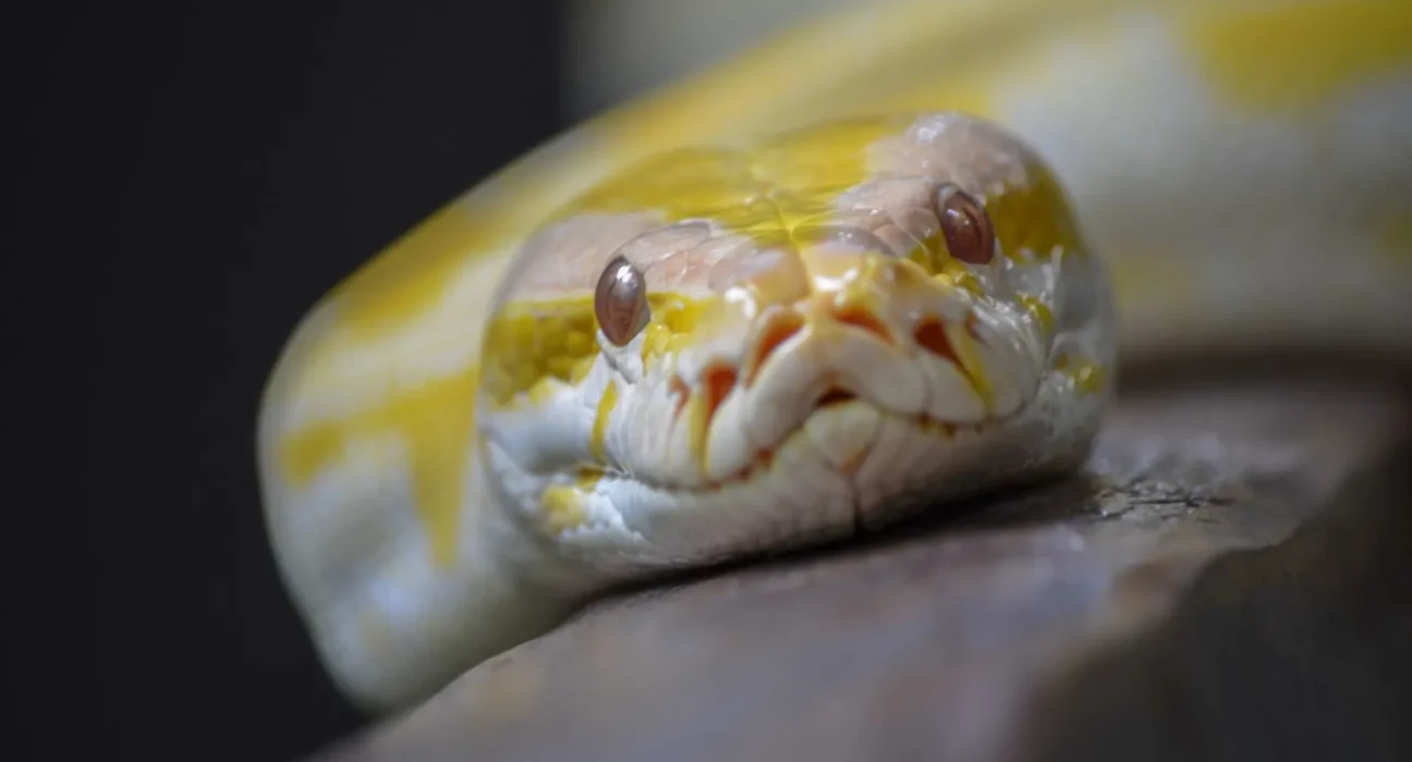 Une photo de National Geographic de 1981 pourrait révéler le python birman albinos à l'origine de la frénésie des morphes reptiliens.