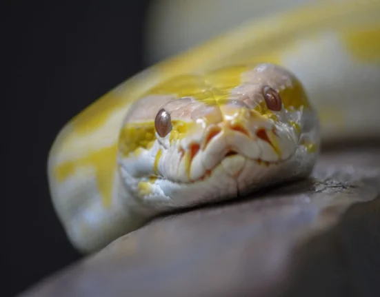 Une photo de National Geographic de 1981 pourrait révéler le python birman albinos à l'origine de la frénésie des morphes reptiliens.