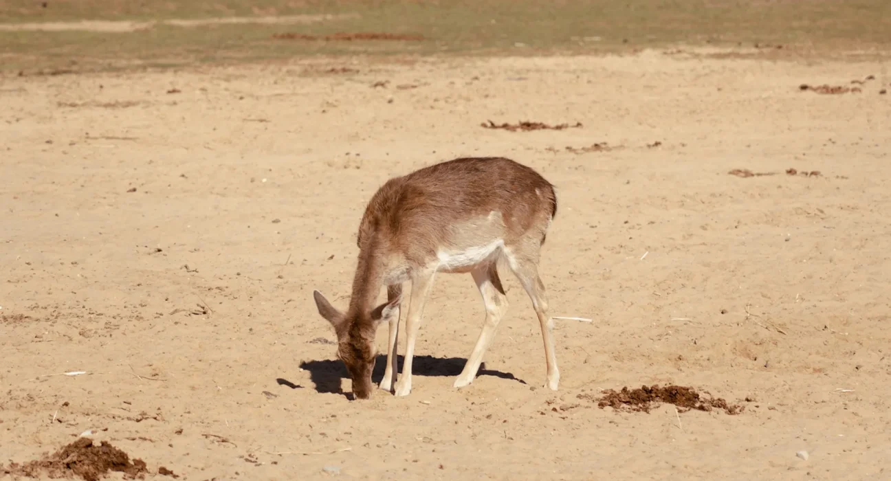 Une sécheresse extrême menace la faune occidentale : les cougars perdent leur habitat presque deux fois plus vite que les cerfs.