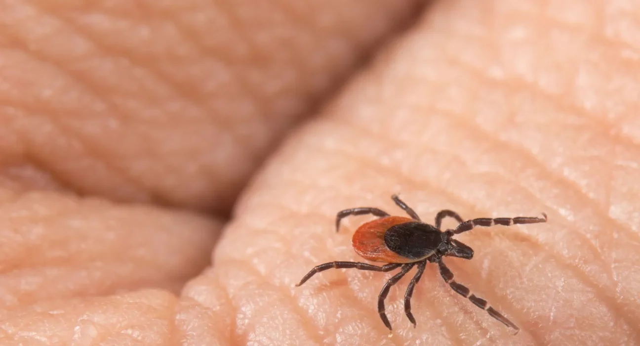 Une tique, deux dangers : Lyme en 24-48 heures, virus cérébral en 15 minutes
