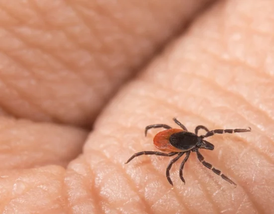 Une tique, deux dangers : Lyme en 24-48 heures, virus cérébral en 15 minutes