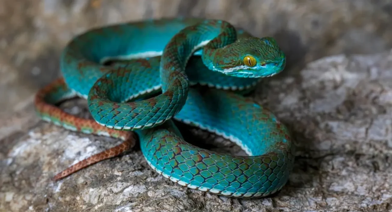 Une vipère des fossés au Cambodge évoque des bijoux turquoise et or, ornée de crocs.