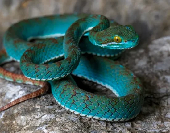 Une vipère des fossés au Cambodge évoque des bijoux turquoise et or, ornée de crocs.