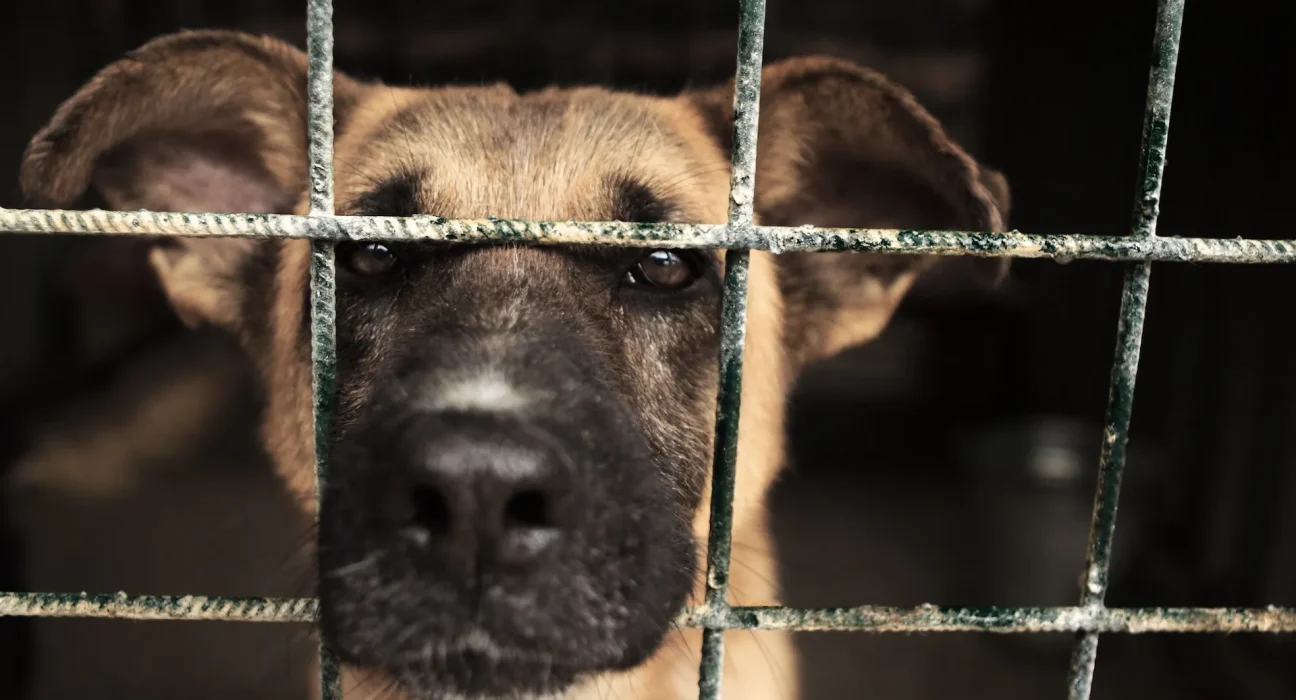 Urgence au sein de la Scottish SPCA : Plus de 130 signalements quotidiens de cruauté envers les animaux en ligne sous une législation obsolète