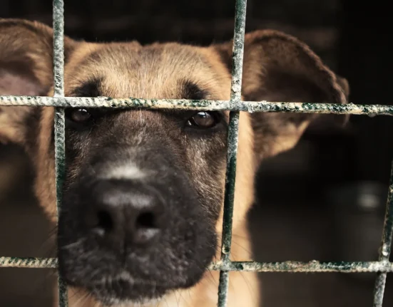 Urgence au sein de la Scottish SPCA : Plus de 130 signalements quotidiens de cruauté envers les animaux en ligne sous une législation obsolète