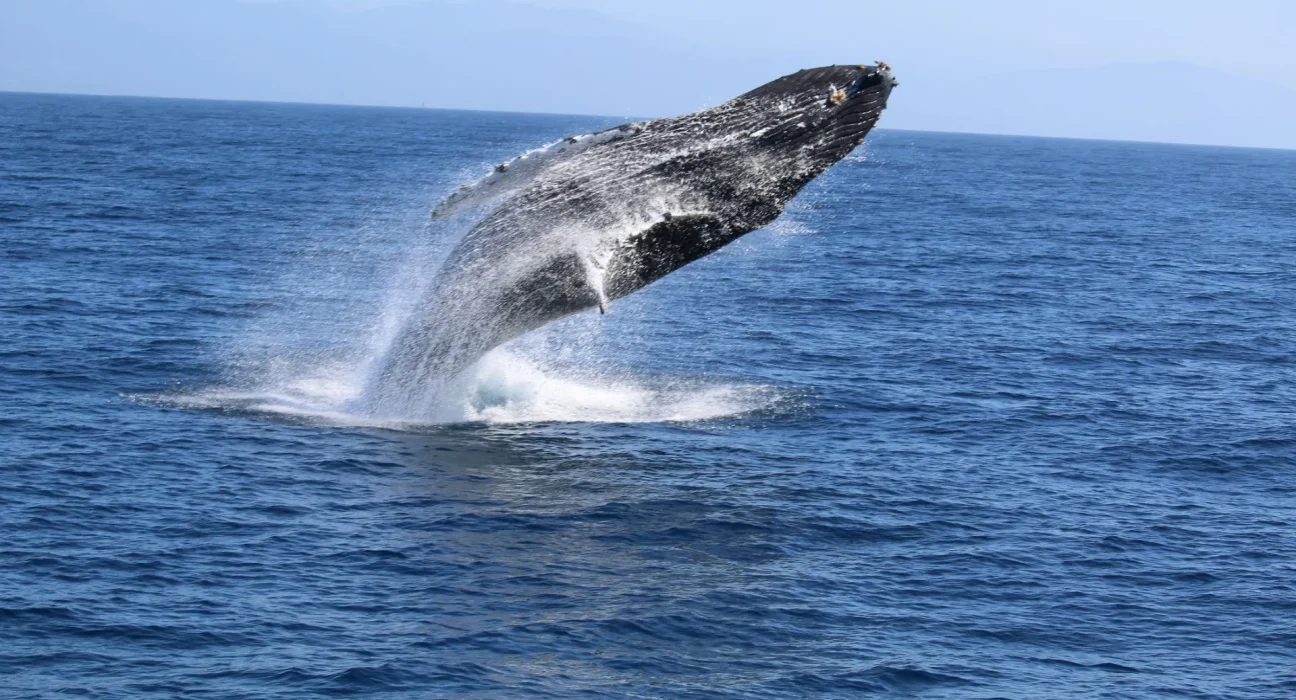 Vague de chaleur marine : un danger croissant pour les baleines du West Coast face aux filets de pêche mortels, alertent les défenseurs.