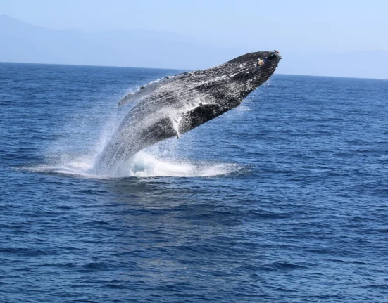 Vague de chaleur marine : un danger croissant pour les baleines du West Coast face aux filets de pêche mortels, alertent les défenseurs.