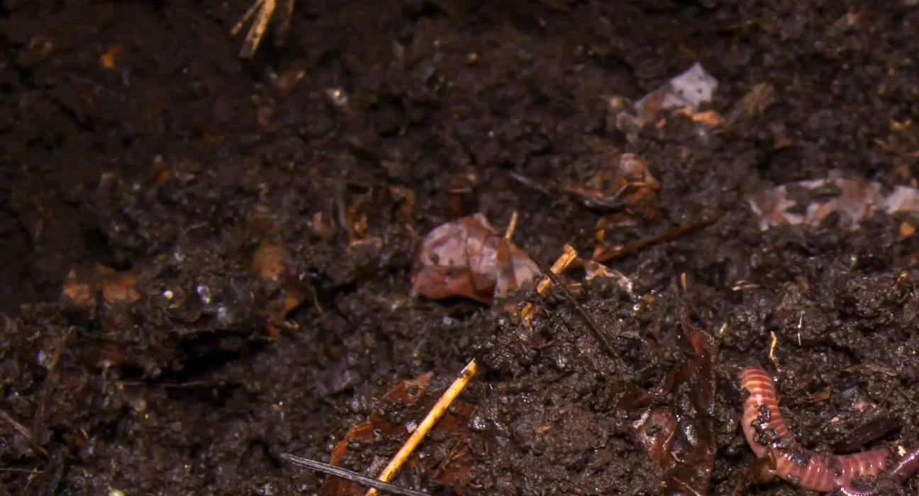 Ver de terre envahissant : l'Oregon confronté à un sol ressemblant à des grains de café.