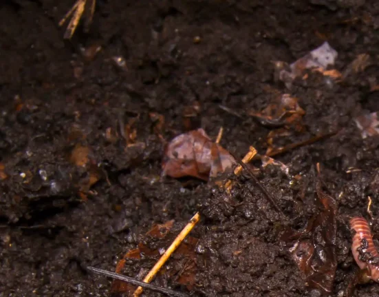 Ver de terre envahissant : l'Oregon confronté à un sol ressemblant à des grains de café.