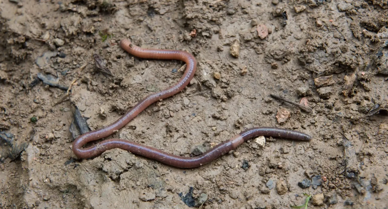 Vers envahissants sautant jusqu'à un pied de hauteur menacent les écosystèmes du Colorado