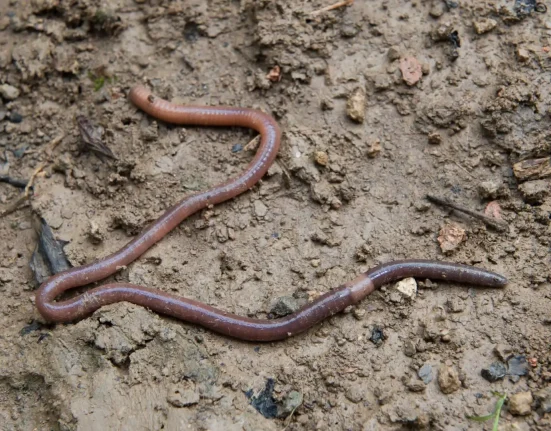 Vers envahissants sautant jusqu'à un pied de hauteur menacent les écosystèmes du Colorado