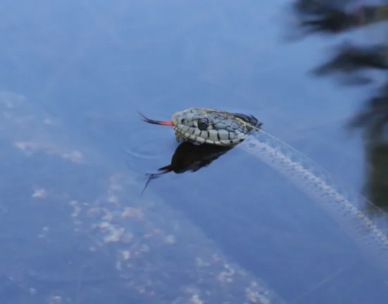 Vidéo Troublante : Un Serpent Invasif Nage 1 500 Pieds vers une Île d'Ibiza alors que les Lézards Autochtones Disparaissent