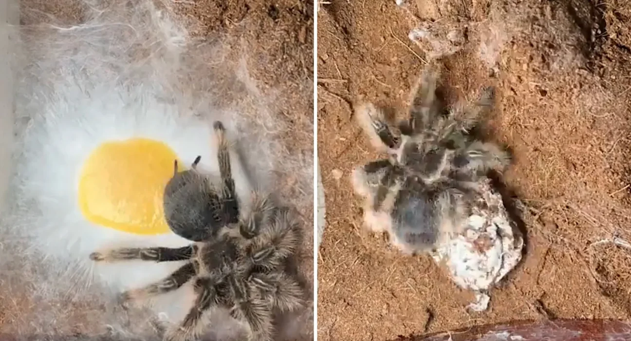 Vidéo exceptionnelle : une tarantule tissant son oothèque en gros plan.