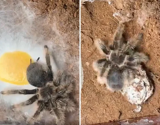 Vidéo exceptionnelle : une tarantule tissant son oothèque en gros plan.