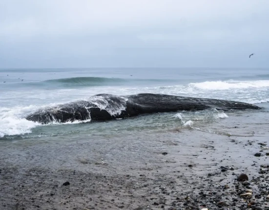 Vingt-cinq baleines grises échouées sur les côtes de Washington : la pénurie alimentaire frappe.