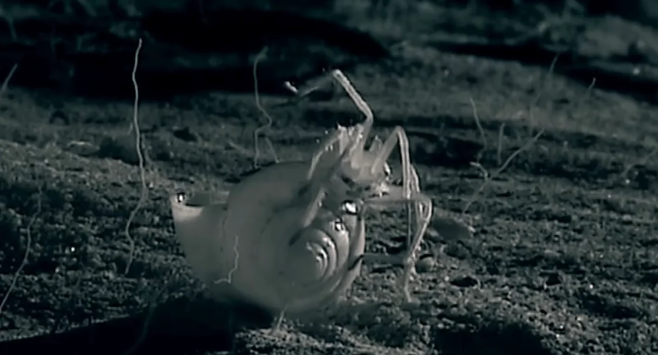 À Madagascar, une araignée transporte une coquille d'escargot dans un buisson, un comportement inédit filmé.