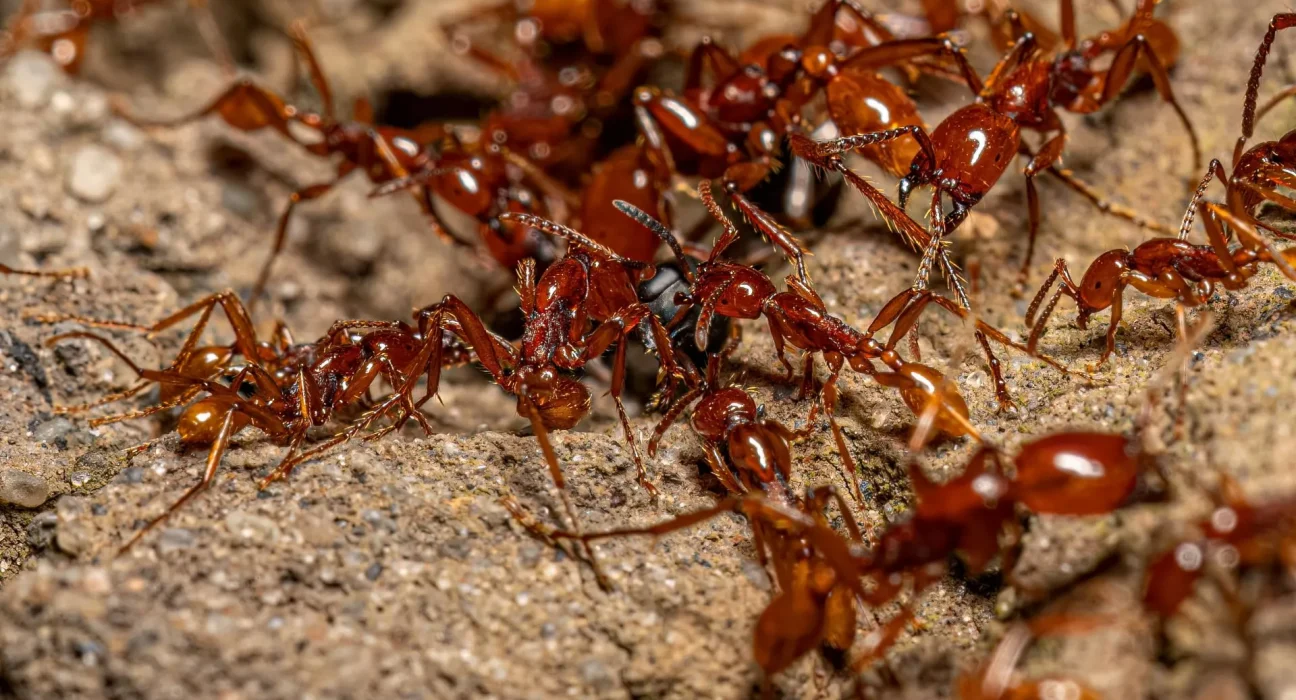 À l'intérieur d'une colonie de fourmis soldats de Guyane : une quête effrénée pour retrouver la reine cachée
