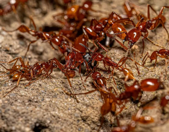 À l'intérieur d'une colonie de fourmis soldats de Guyane : une quête effrénée pour retrouver la reine cachée