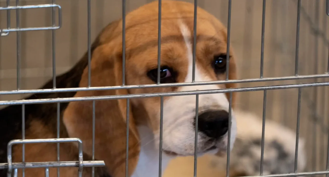 Après la fermeture de son opération du Wisconsin, des manifestants exigent la libération de milliers de beagles de recherche d'une installation de New York.
