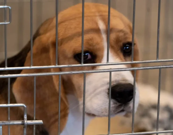 Après la fermeture de son opération du Wisconsin, des manifestants exigent la libération de milliers de beagles de recherche d'une installation de New York.