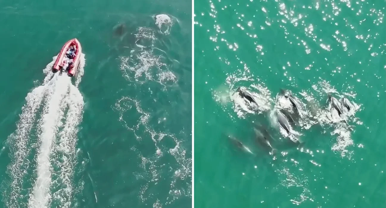 Après la plus grande échouage de dauphins à Massachusetts, les survivants se retrouvent en eaux plus profondes.