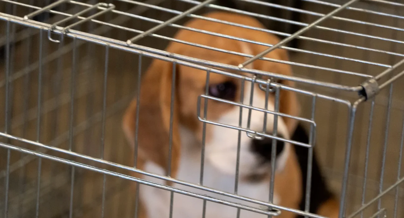Après le sauvetage de beagles au Wisconsin, un élu de New York cible l'élevage de chiens en laboratoire financé par les contribuables.