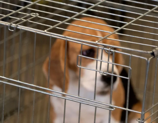 Après le sauvetage de beagles au Wisconsin, un élu de New York cible l'élevage de chiens en laboratoire financé par les contribuables.