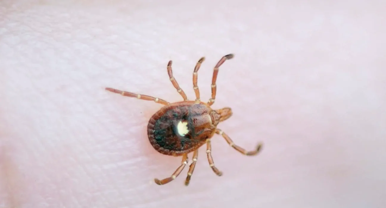 Arkansas en tête des taux d'allergie à la viande rouge : une étude révèle qu'un adulte sur quatre porte des anticorps