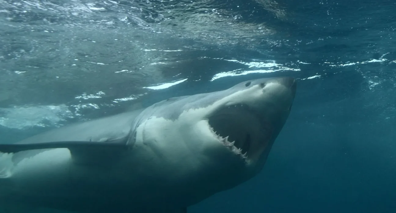 Augmentation des morsures de requins en Australie : la pluie abondante et les eaux plus chaudes attirent les prédateurs près des côtes.