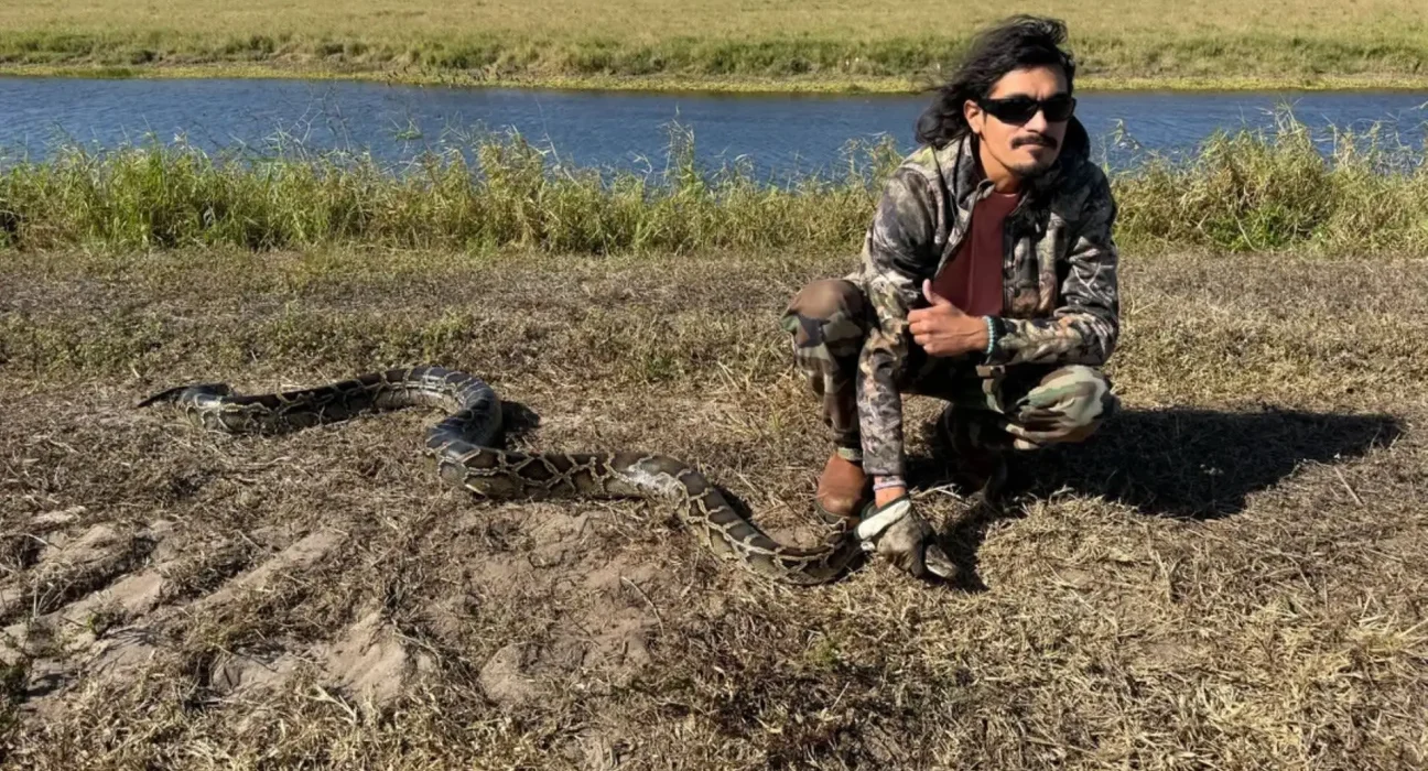 Augmentation des observations de pythons géants en Floride suite aux incendies et vagues de froid