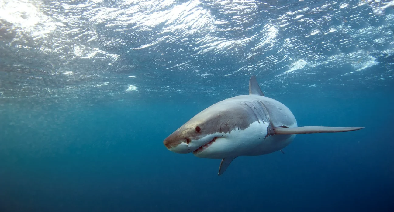California Anticipate un Été Surréaliste: Les Requins Blancs Juvéniles Migrent vers le Nord!