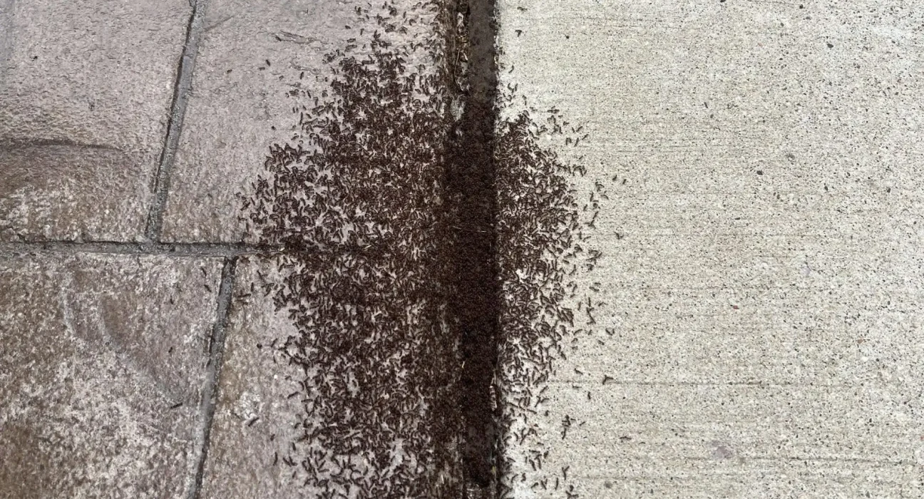 Conflit de Territoire : Une Allée du Midwest Se Transforme en Champ de Bataille Ant