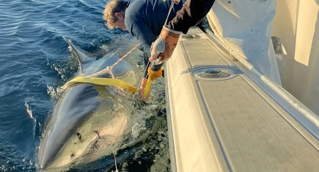 Contender, le plus grand requin blanc mâle jamais enregistré de l’Atlantique, reprends le large au large de la Caroline du Nord.