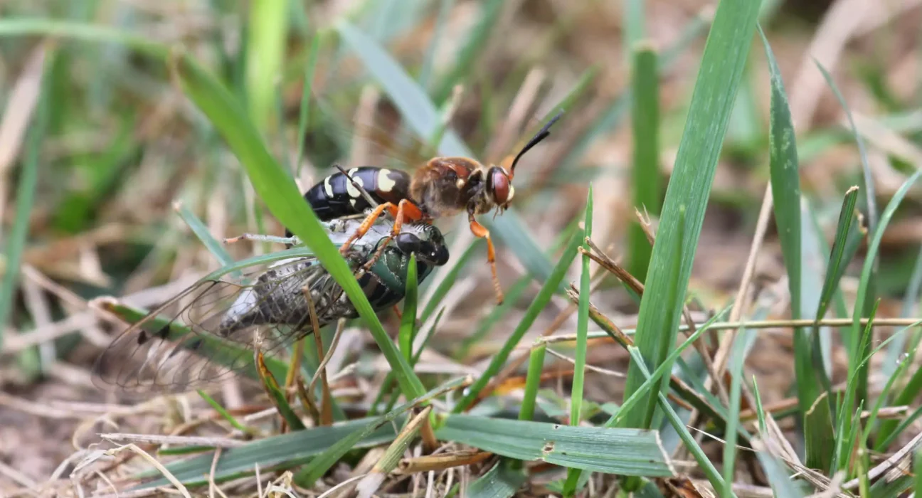 Dans un jardin du Delaware, les visiteurs sont rassurés sur la présence de gigantesques guêpes.