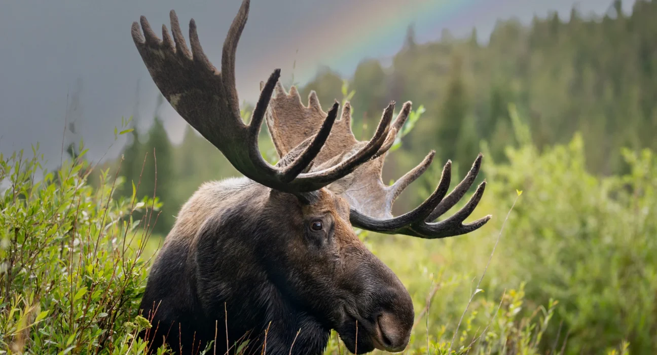 De Nouvelles Découvertes Remettent en Question un Mythe Ancien sur les Éléphants de Colorado