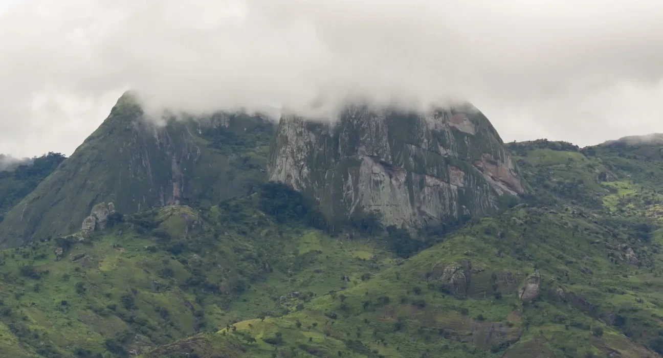 Découverte de 4 nouvelles espèces de caméléons sur les 'îles ciel' du Mozambique, menacées par la déforestation