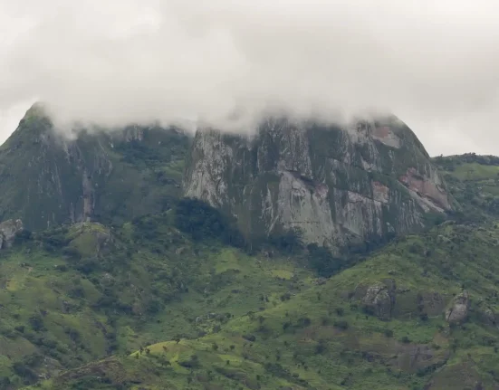 Découverte de 4 nouvelles espèces de caméléons sur les 'îles ciel' du Mozambique, menacées par la déforestation