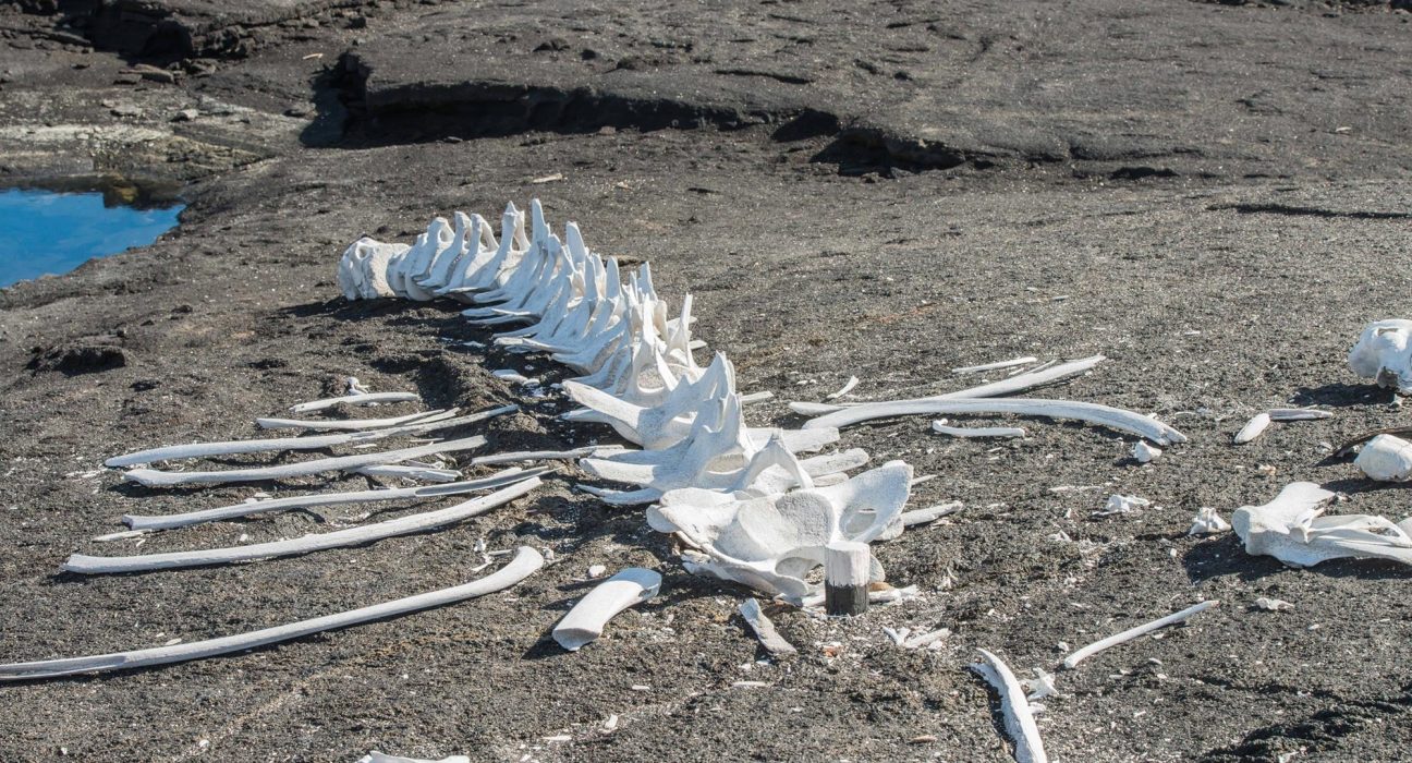 Découverte d'un cimetière de baleines vieux de 5 millions d'années au fond de l'océan Indien