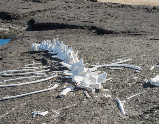 Découverte d'un cimetière de baleines vieux de 5 millions d'années au fond de l'océan Indien
