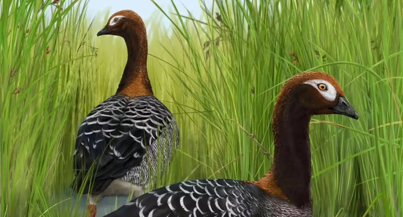 Découverte d'un fossile de l'oie en Nouvelle-Zélande : Un bouleversement pour la théorie sur les géants aviaires du pays.