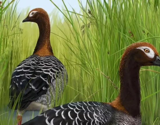Découverte d'un fossile de l'oie en Nouvelle-Zélande : Un bouleversement pour la théorie sur les géants aviaires du pays.