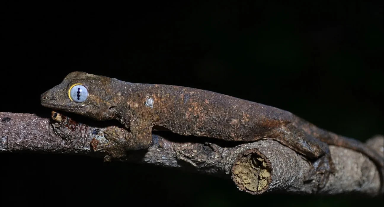 Découverte d'un nouveau gecko endémique de l'île de Sibuyan aux Philippines.