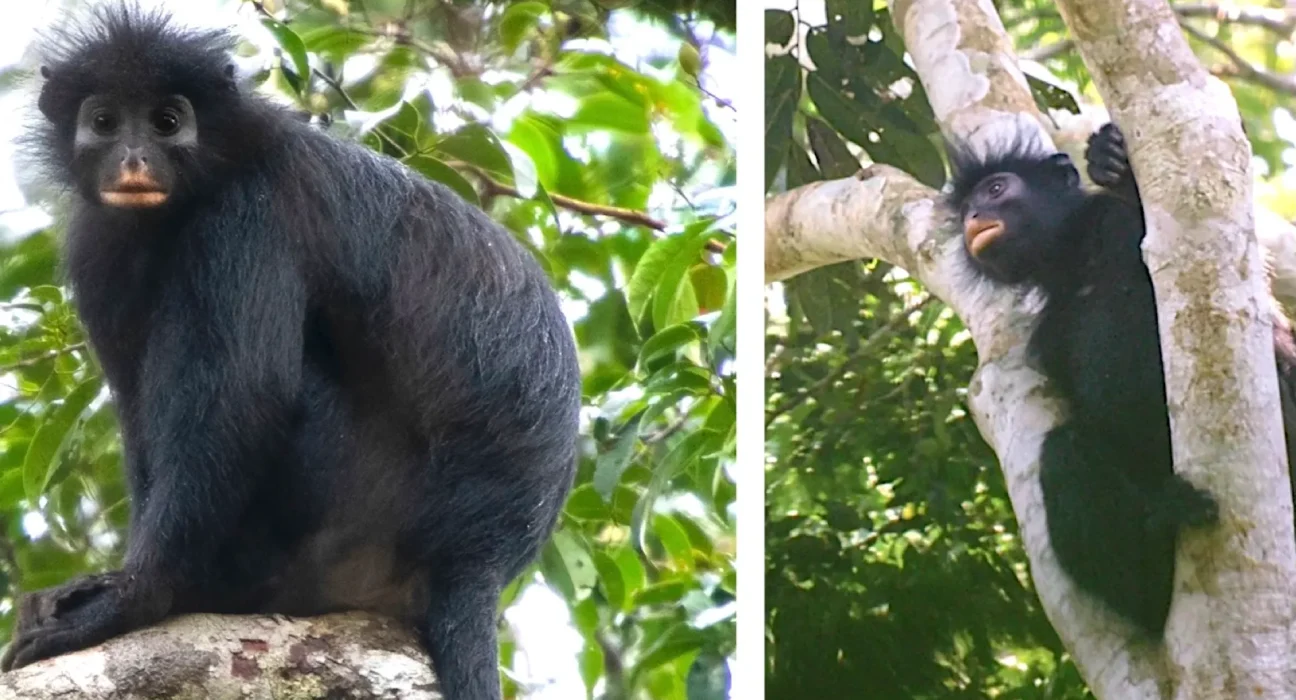 Découverte d'une nouvelle espèce de singe à gueule orange, potentiellement en danger