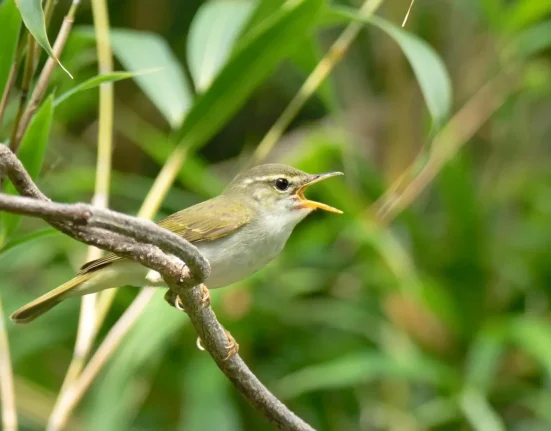 Découverte d'une nouvelle espèce d'oiseau au Japon : un mystère génétique depuis 1982
