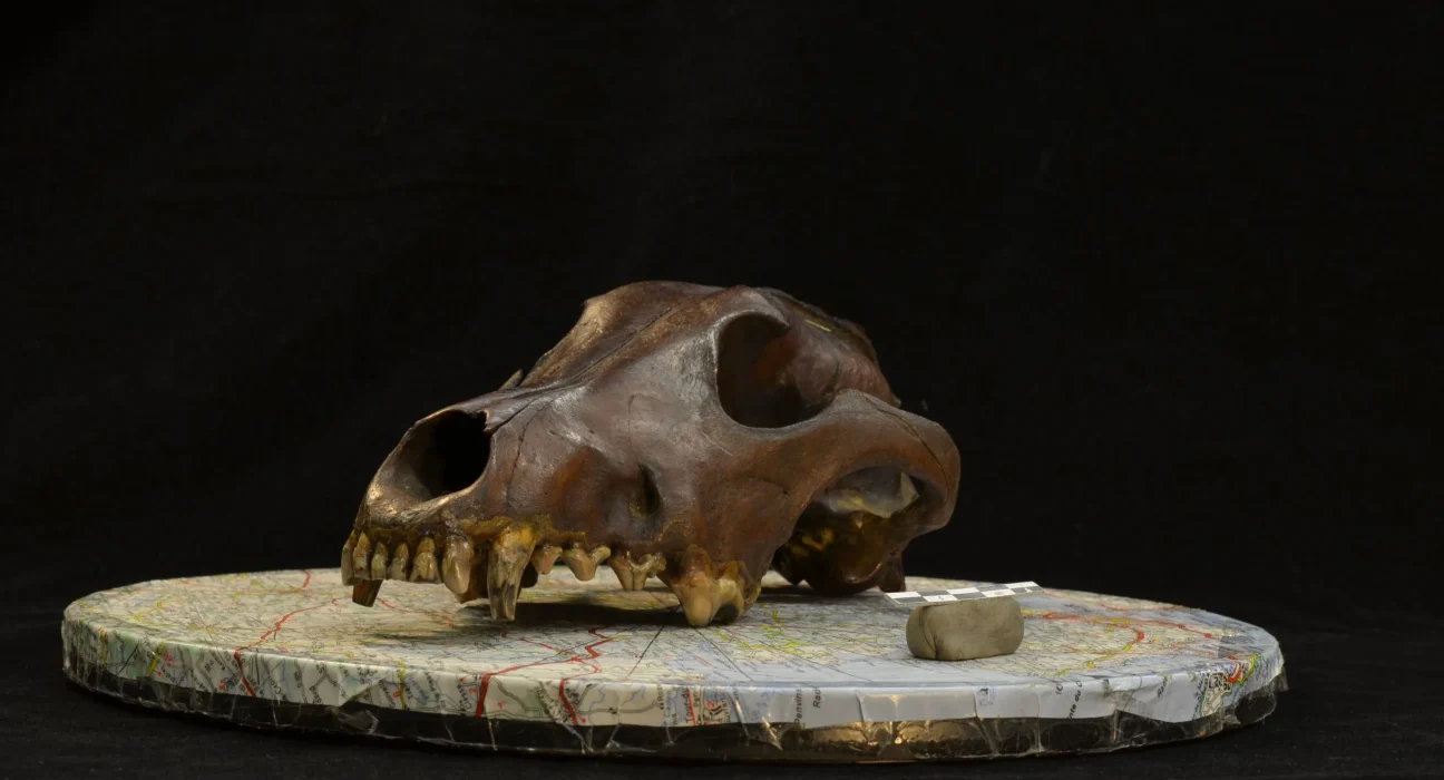 Des Crânes de Chiens Anciens Réécrivent l’Histoire de l’Évolution Canine.
