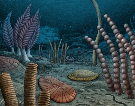 Des Fossiles Vieillis de 567 Millions d'Années Implicitent une Évolution Animale Antérieure à Nos Estimations.