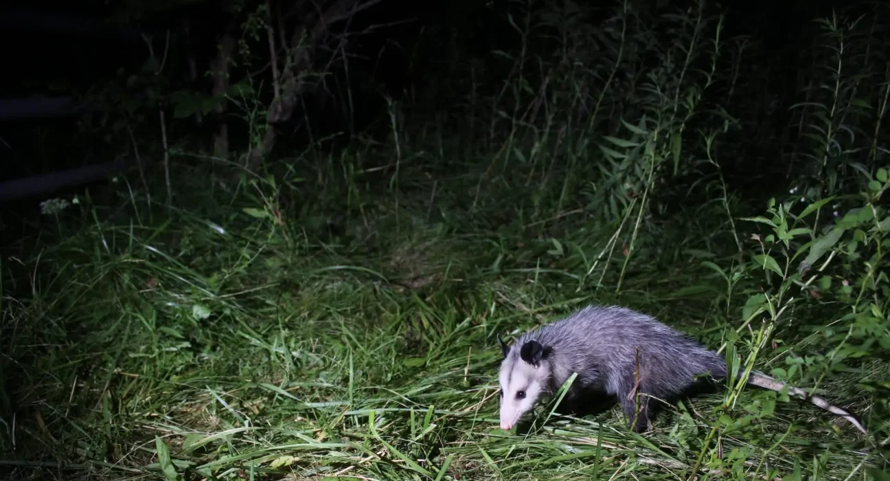 Des biologistes de Floride utilisent des opossums équipés de GPS comme appâts pour pythons dans une nouvelle stratégie de chasse.