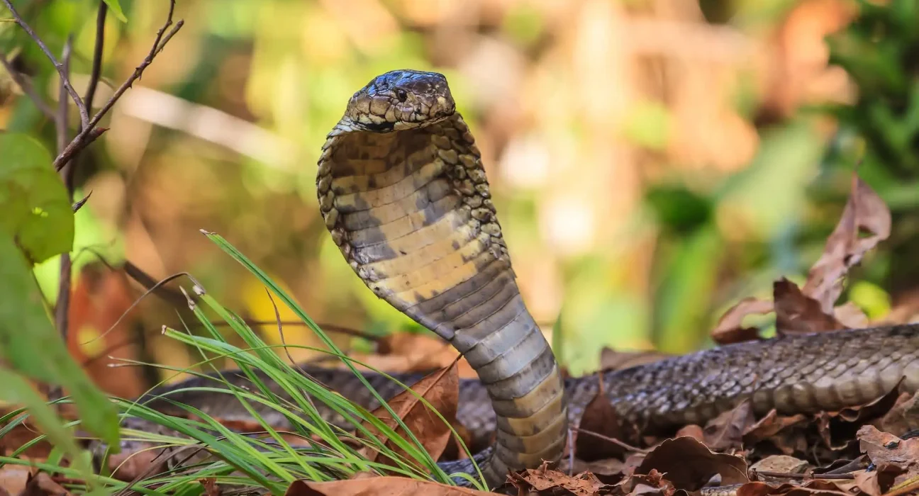 Des chasseurs de champignons au Népal découvrent un nid rare de cobra royal, construit par le seul serpent faisant un tel ouvrage.