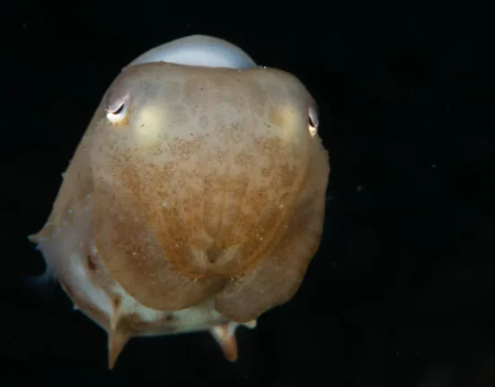 Des chercheurs arctiques découvrent un rare octopus Dumbo dans une zone de minage sous-marin au large des côtes norvégiennes